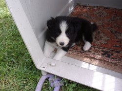 Border kolie /  collie štěňata s PP (FCI)