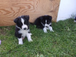 Border kolie /  collie štěňata s PP (FCI)