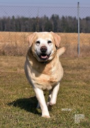 Inzerce psů Darujeme opuštěného labradora