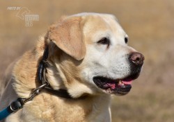Darujeme opuštěného labradora