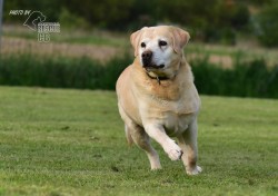 Darujeme opuštěného labradora