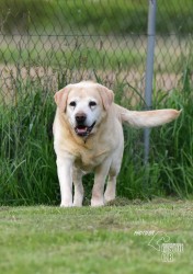 Darujeme opuštěného labradora