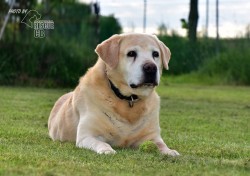 Darujeme opuštěného labradora