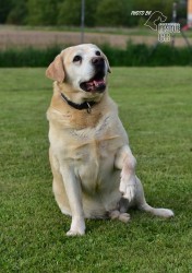 Darujeme opuštěného labradora