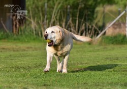 Darujeme opuštěného labradora
