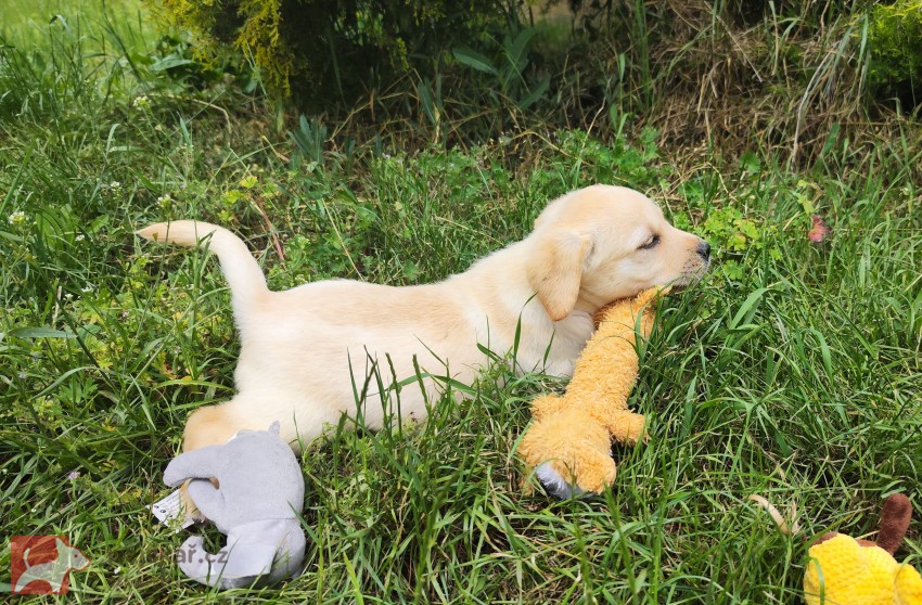 Nabídka  štěňat labradorských retrieverů