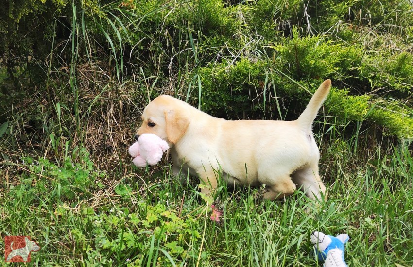 Nabídka  štěňat labradorských retrieverů