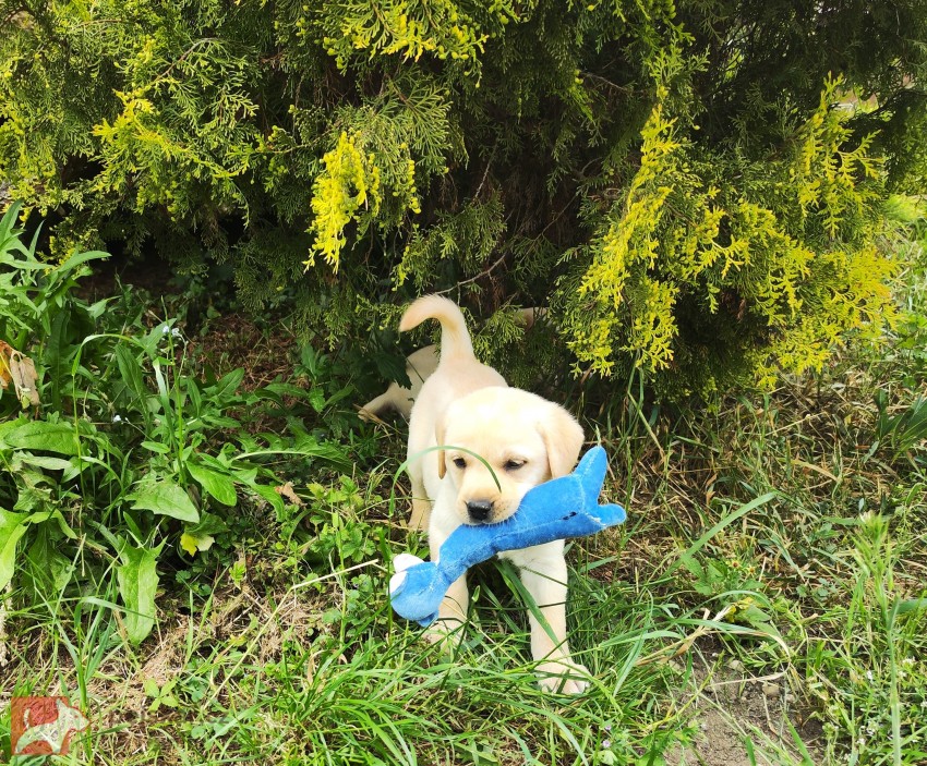 Nabídka  štěňat labradorských retrieverů