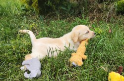 Inzerce psů Nabídka  štěňat labradorských retrieverů