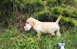 Nabídka  štěňat labradorských retrieverů