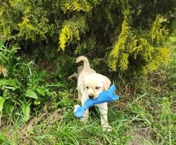 Nabídka  štěňat labradorských retrieverů