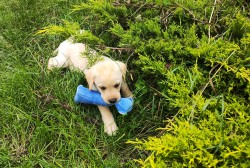 Nabídka  štěňat labradorských retrieverů