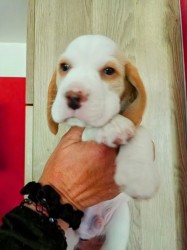 Beagle pejsek s PP