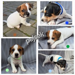 JRT - pejsci bez PP
