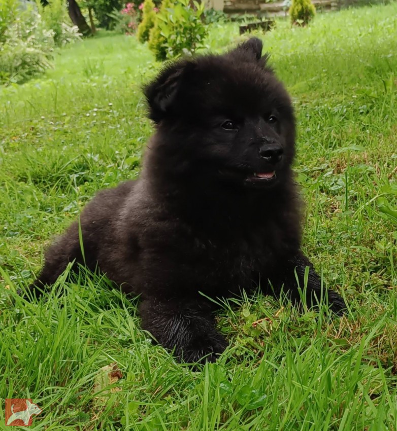 Německý špic velký černý štěně pejsek s PP