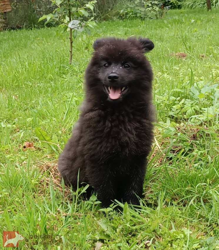 Německý špic velký černý štěně pejsek s PP