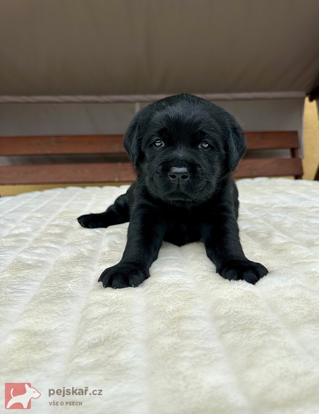 Žanet’s Teddy Bear