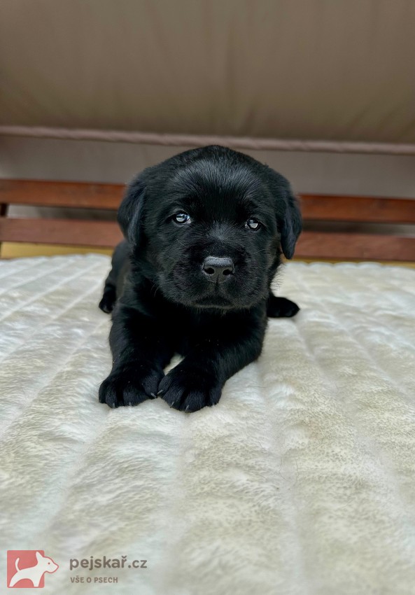 Žanet’s Teddy Bear