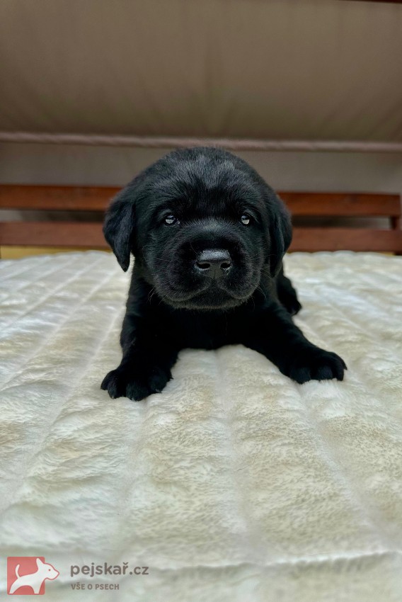 Žanet’s Teddy Bear