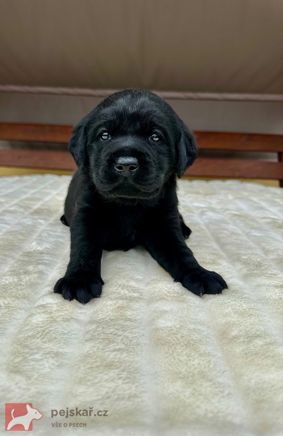 Žanet’s Teddy Bear