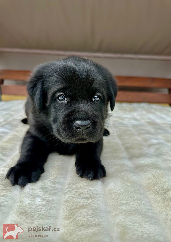 Žanet’s Teddy Bear