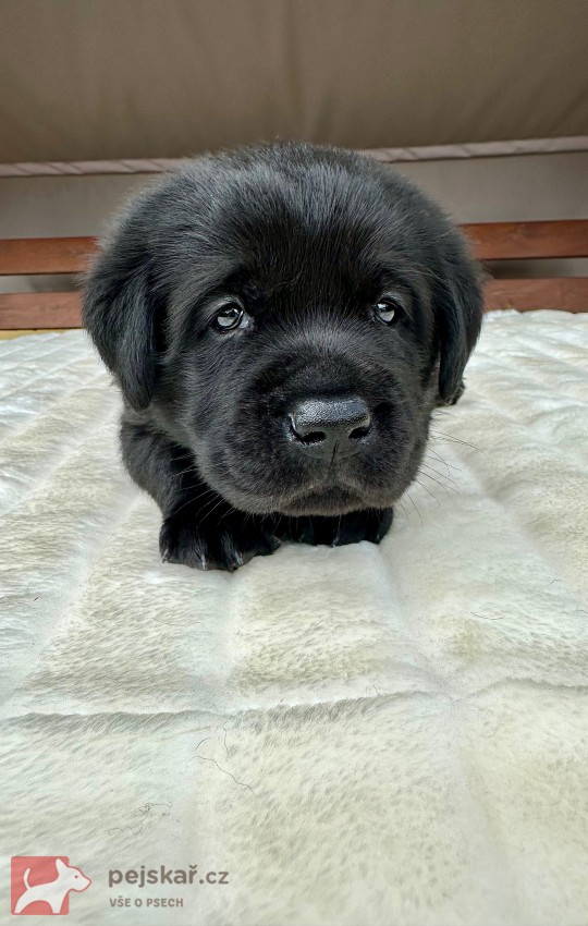 Žanet’s Teddy Bear