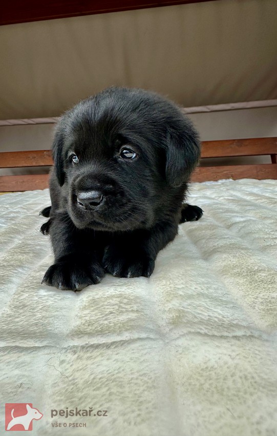 Žanet’s Teddy Bear
