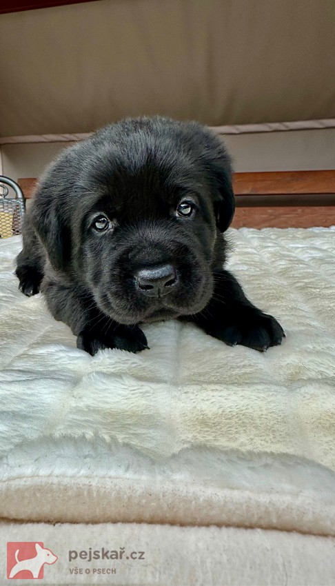 Žanet’s Teddy Bear