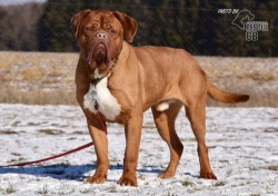 Inzerce psů Darujeme odebraného psa bordeauxské dogy