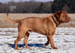 Darujeme odebraného psa bordeauxské dogy