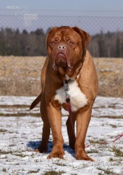 Darujeme odebraného psa bordeauxské dogy