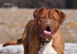 Darujeme odebraného psa bordeauxské dogy