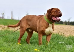 Darujeme odebraného psa bordeauxské dogy
