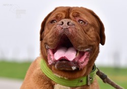 Darujeme odebraného psa bordeauxské dogy