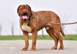 Darujeme odebraného psa bordeauxské dogy