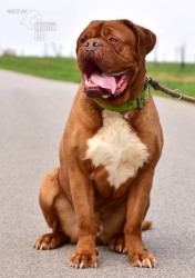 Darujeme odebraného psa bordeauxské dogy