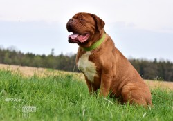 Darujeme odebraného psa bordeauxské dogy
