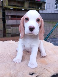 Inzerce psů Beagle pejsek s PP