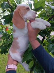 Beagle pejsek s PP