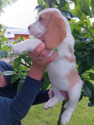 Beagle pejsek s PP