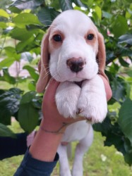 Beagle pejsek s PP