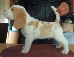 Beagle pejsek s PP
