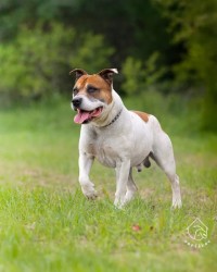 Marley k adopci