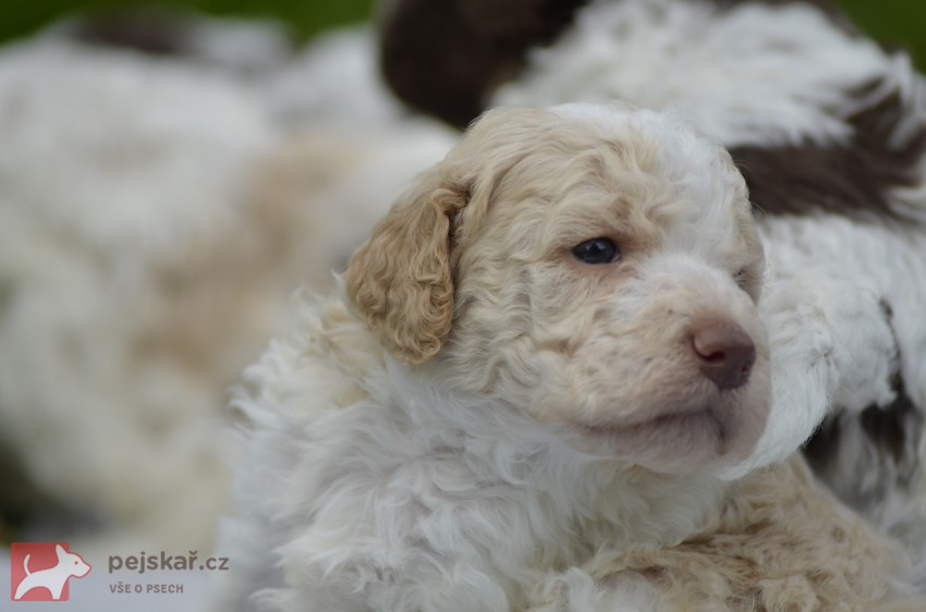 Lagotto Romagnolo s PP Lagotto Romagnolo s PP