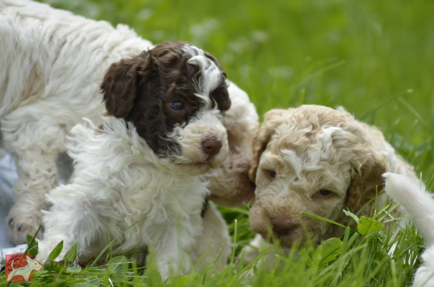 Lagotto Romagnolo s PP Lagotto Romagnolo s PP