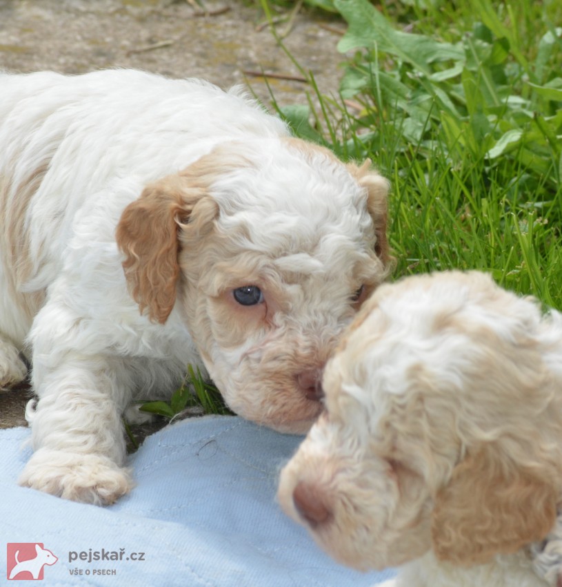 Lagotto Romagnolo s PP Lagotto Romagnolo s PP