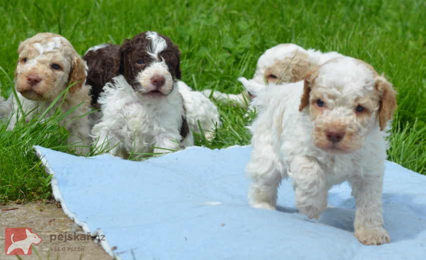 Lagotto Romagnolo s PP Lagotto Romagnolo s PP