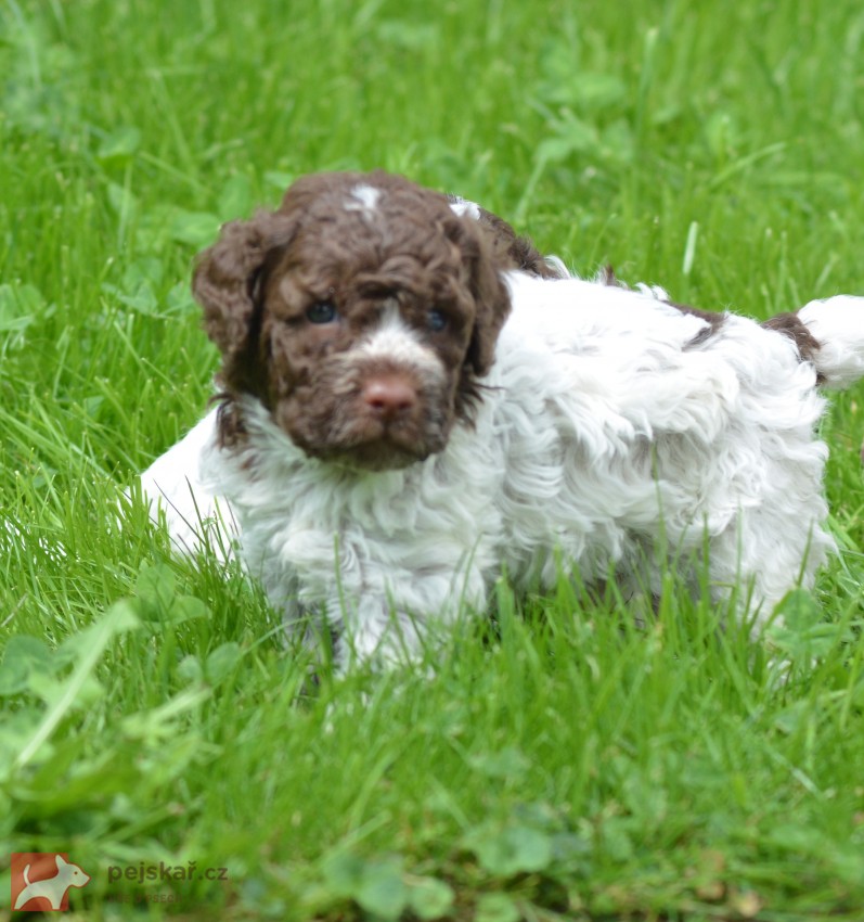 Lagotto Romagnolo s PP Lagotto Romagnolo s PP