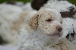 Inzerce psů Lagotto Romagnolo s PP