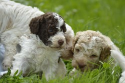 Lagotto Romagnolo s PP